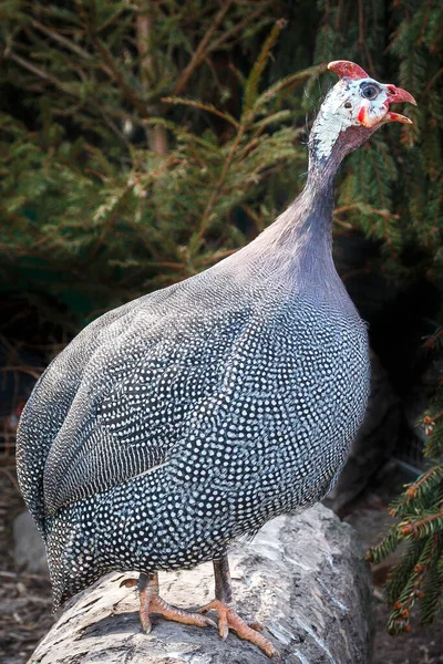 Ladin Arka Planında Gine Tavuğu — Stok fotoğraf