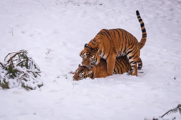 Deux Tigres Hiver Dans Neige Jouent Entre Eux — Photo
