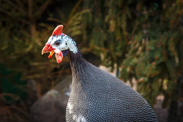 Guinea fowl bird on a background of green spruce in the wild.