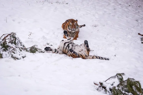 Two tigers in winter in the snow play among themselves.