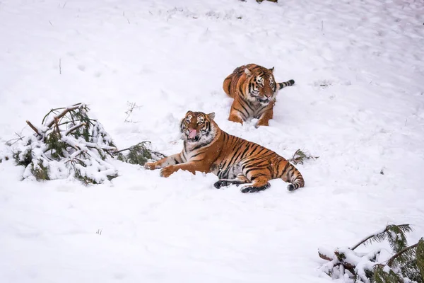 Deux Tigres Hiver Dans Neige Jouent Entre Eux — Photo