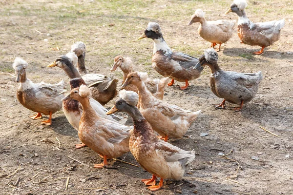 Ukrainian Crested Duck Farm — Stock Photo, Image