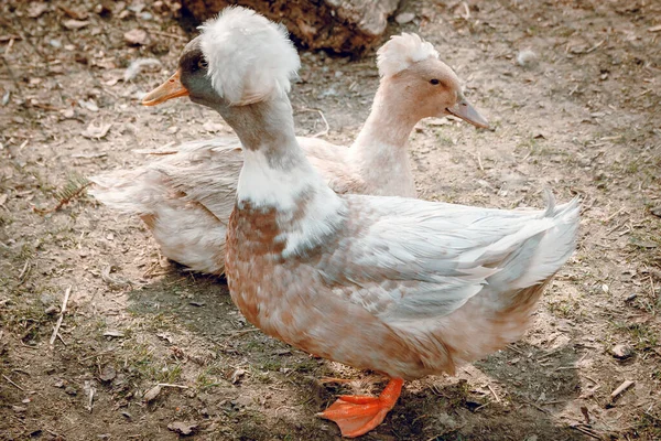 Two Ukrainian Crested Ducks Look Different Directions Farm Animals Zoo — Stock Photo, Image