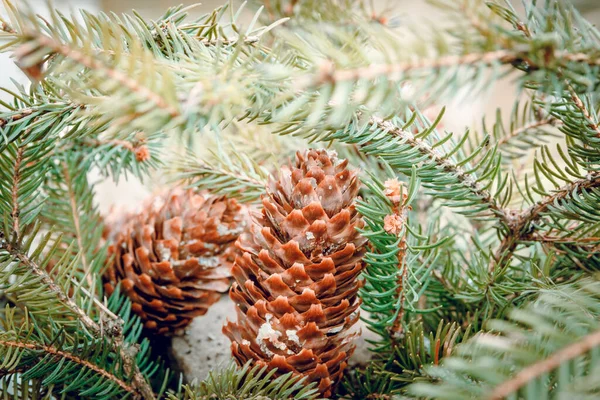 Two Brown Big Cones Background Green Spruce — Stock Photo, Image