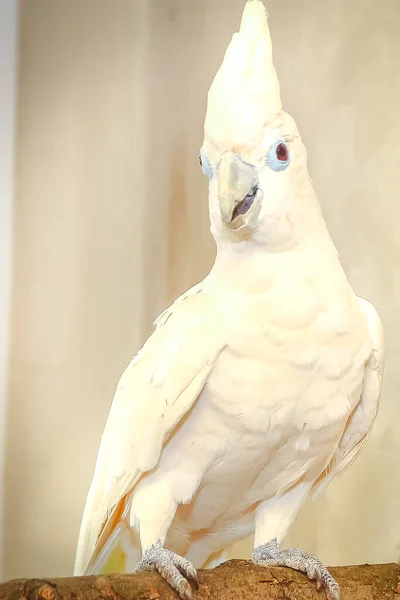 Egy Fehér Papagáj Könnyű Háttérrel Egy Faágon Egy Állatkertben — Stock Fotó