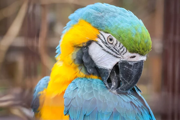 Feje Egy Kék Sárga Papagáj Kilátás Arapapagáj Állatkertben — Stock Fotó