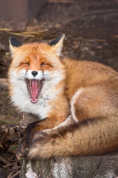 A red fox with a wide open mouth lies on a wooden stump in the wild. Close-up.