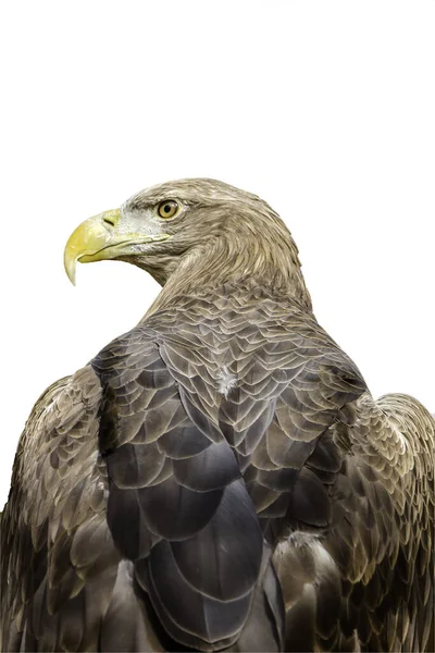 Eagle บนพ นหล ขาว — ภาพถ่ายสต็อก