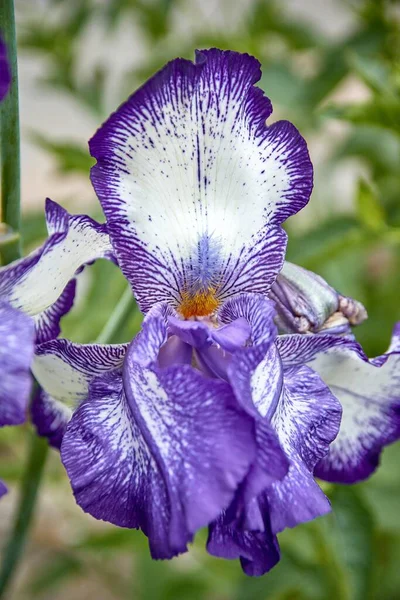 Paarse Iris Een Groene Achtergrond Een Heldere Dag Botanische Tuin — Stockfoto