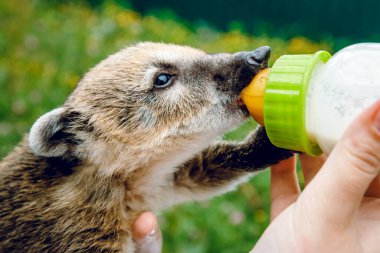 Küçük bir Nasua süt içer. Hayvanat bahçesinin yeşil arka planında