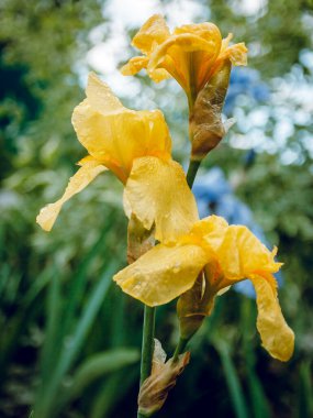 Sabah çiyinde çiçek sarısı süsen çiçeği. Botanik Bahçeleri.