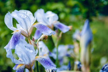 Sabah çiğ tanesinde mavi iris çiçeği. Botanik Bahçeleri.