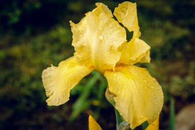 Çiçek sarı iris sabah çiğ