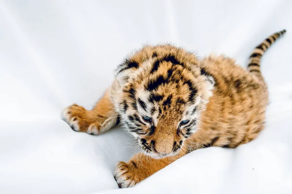 Kleiner Tiger Auf Weißem Hintergrund — Stockfoto