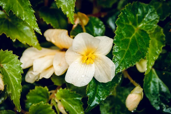 Begonia Rano Rosa Zielonym Tle — Zdjęcie stockowe