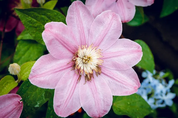 Jeden Różowy Kwiat Clematis — Zdjęcie stockowe