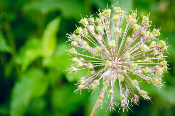 Cipolle Fiorite Nella Rugiada Del Mattino Sfondo Verde — Foto Stock