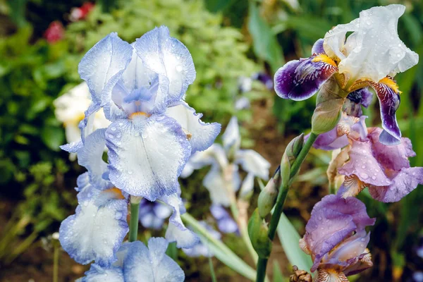 Niebieski Kwiat Tęczówki Rano Rosa Ogrody Botaniczne — Zdjęcie stockowe