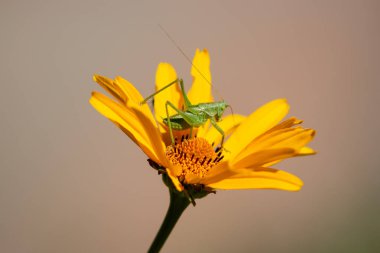 Turuncu papatyada çekirge. Güneşte. Botanik Bahçesi.
