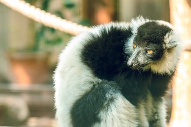 Hayvanat bahçesindeki büyük gözlü Lemur. Esaret altındaki hayvanlar.