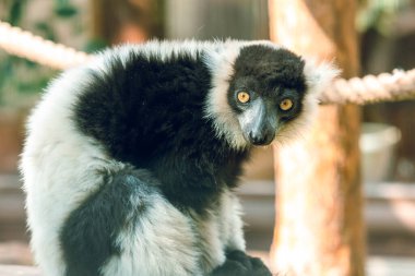 Hayvanat bahçesindeki büyük gözlü Lemur. Esaret altındaki hayvanlar.