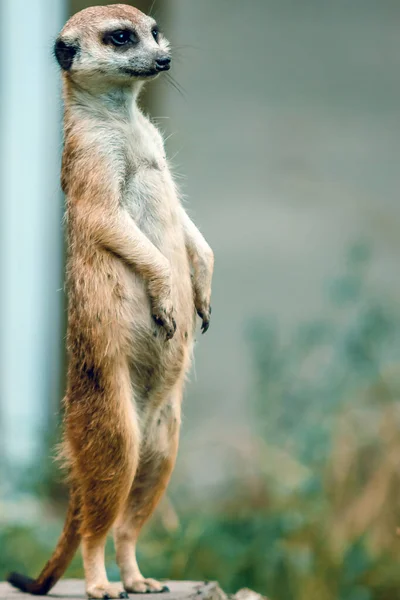 Meerkatは葉の緑の背景に足の後ろに立っています 野生の自然 — ストック写真