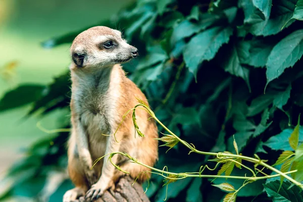 Meerkat Sits Its Hind Legs Green Background Leaves Wild Nature — Stock Photo, Image