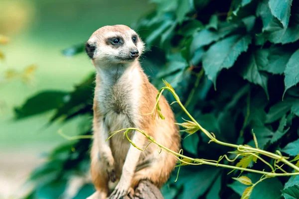 Meerkat Sienta Sus Patas Traseras Sobre Fondo Verde Hojas Naturaleza — Foto de Stock