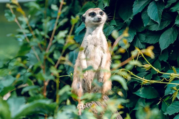 Meerkat Sits Its Hind Legs Green Background Leaves Wild Nature — Stock Photo, Image