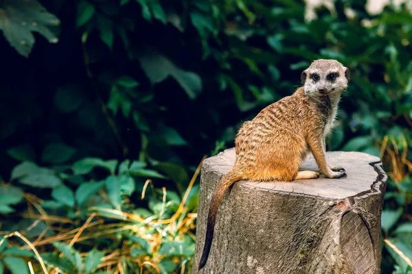 Meerkat Sits Wooden Stump Green Background Leaves Wild Nature — Stock Photo, Image