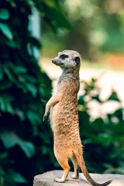 Meerkat Apoya Sobre Sus Patas Traseras Sobre Fondo Verde Hojas — Foto de Stock