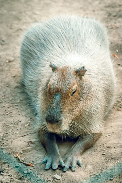 Zwierzęcy Capybar Dzikiej Przyrodzie — Zdjęcie stockowe