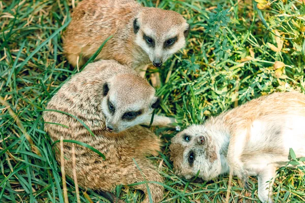 Three Meerkats Lie Grass White Background — Stock Photo, Image