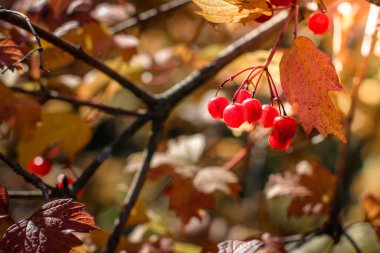 Sarı yaprakların arka planında kırmızı viburnum.