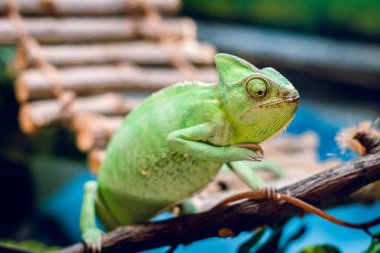 Yeşil bukalemun vahşi doğada. Yeşil arka plan. Güneşte. Botanik Bahçesi.