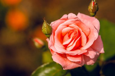 Bir büyük, iki küçük gül. Yeşil arka plan. Güneşte. Botanik Bahçesi.