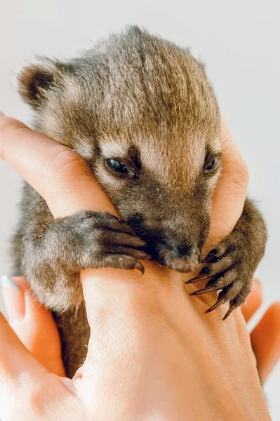 Mały Nasua Ramionach Pracownika Zoo Karmieniu Lekkie Tło — Zdjęcie stockowe