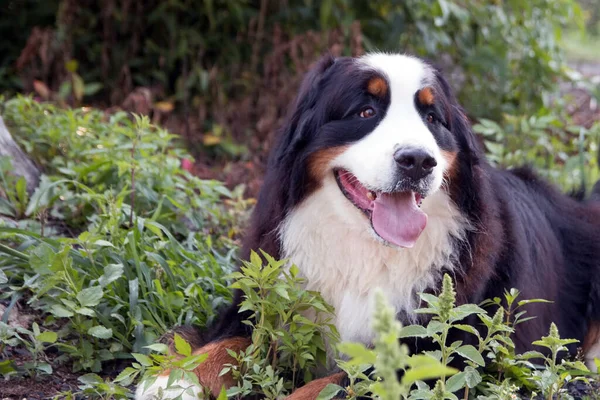 Bernese Zennenhund Fajta Kutyája Fűben Fekszik Közelkép — Stock Fotó