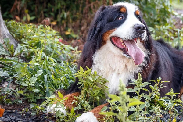 Cane Della Razza Zennenhund Bernese Giace Nell Erba Primo Piano — Foto Stock