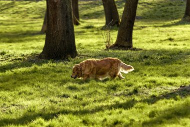 Güneşli bir günde yeşil çimlerde bir köpek yürüyor..