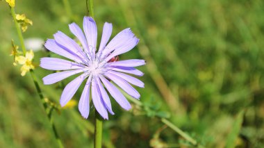 Yeşil otların arka planında büyük mor bir çiçek.