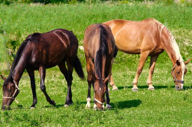 Farklı renklerde üç at yeşil alanda otluyor..