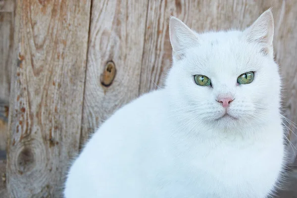 White cat with yawned eyes against the background of wooden boards.