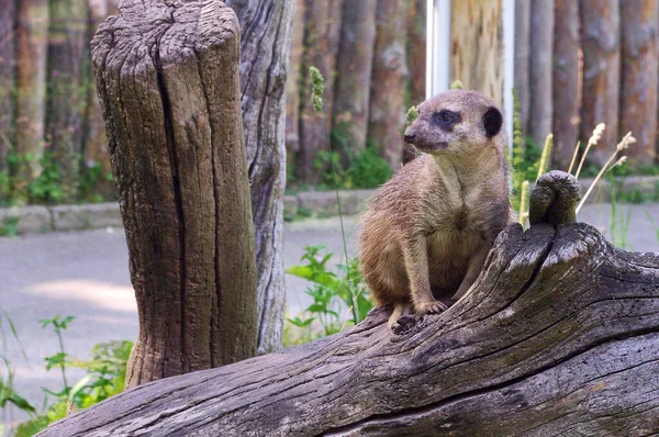 Lemur Sidine Log Looks Side Wildlife Zoo — Stock Photo, Image
