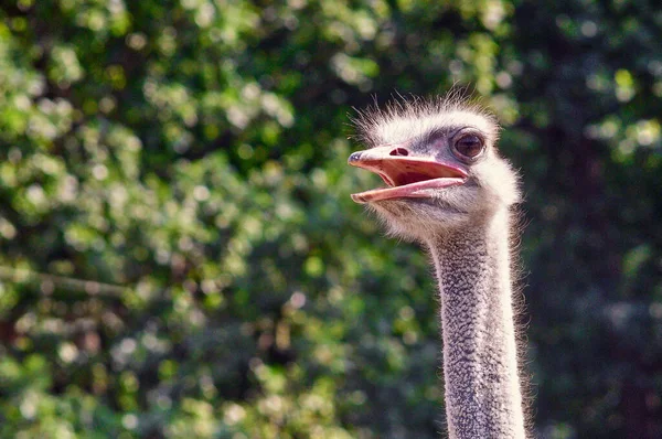 The head of an ostrich with an open beak on a green background.