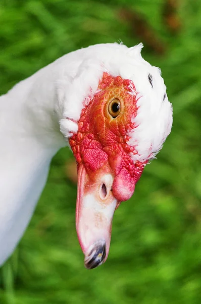 Head White Duck Red Head Background Green Grass — Stock Photo, Image