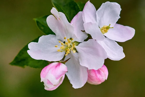 Płatki Kwitnącego Jabłoni Wiosną Jasny Dzień — Zdjęcie stockowe