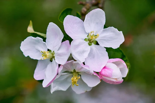 Пелюстки Квітучої Яблуні Навесні Яскравий День — стокове фото