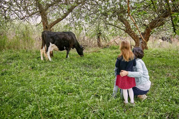 Una Mujer Con Hijos Mira Una Vaca Pastando Fondo Jardín —  Fotos de Stock