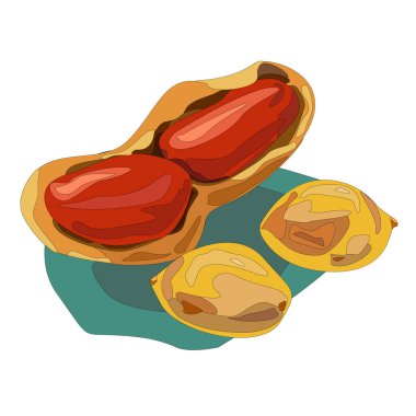 Yer fıstıklarının vektör çizimi, beyaz arkaplanda izole edilmiş organik fıstık vektör tasarımı çizimi. Arachidi, Alcune senza guscio. Gıda Ürün Tasarımı. Vektör İzole Resimleri